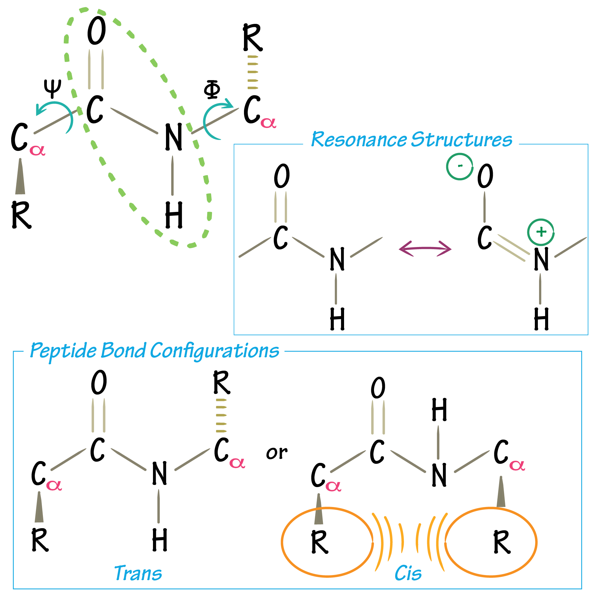 Cis and trans configurations of the peptide bond