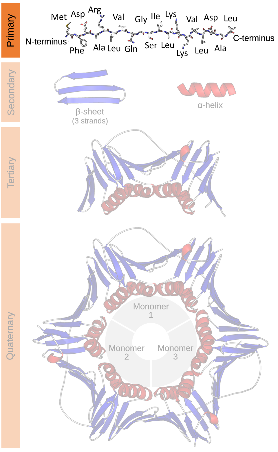 Primary structure