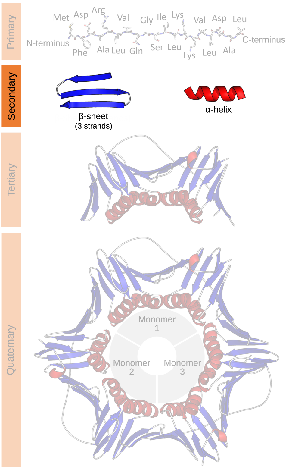 Secondary structure