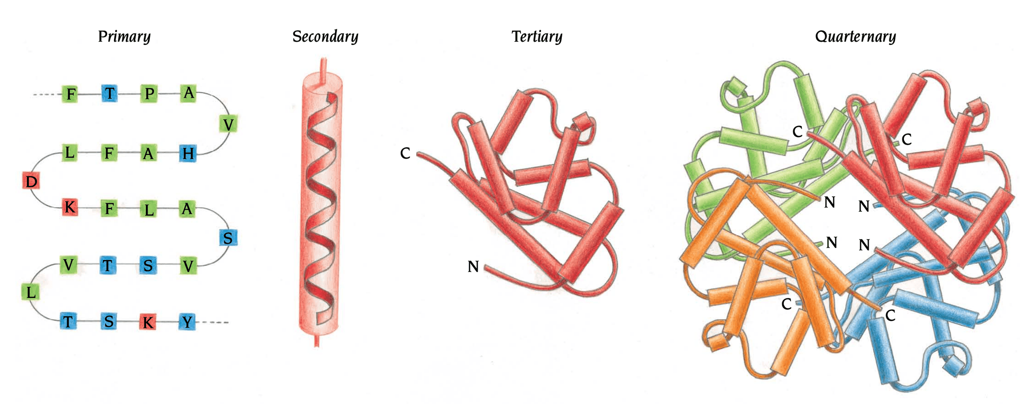 Four levels of protein structure