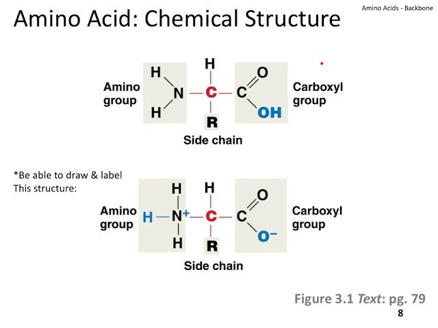 General structure of an amino acid