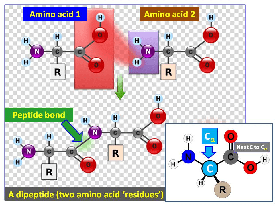 The C-alpha atom