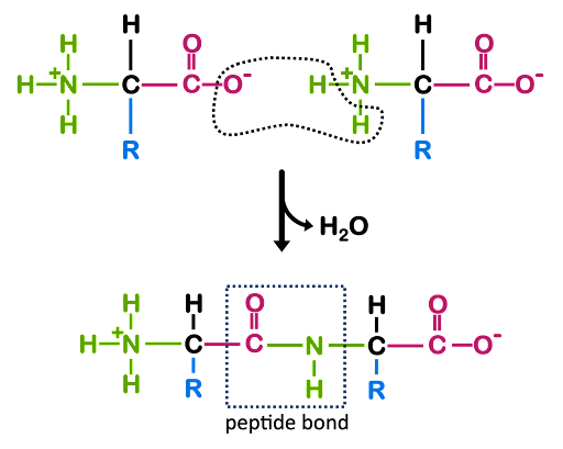Formation of a peptide bond