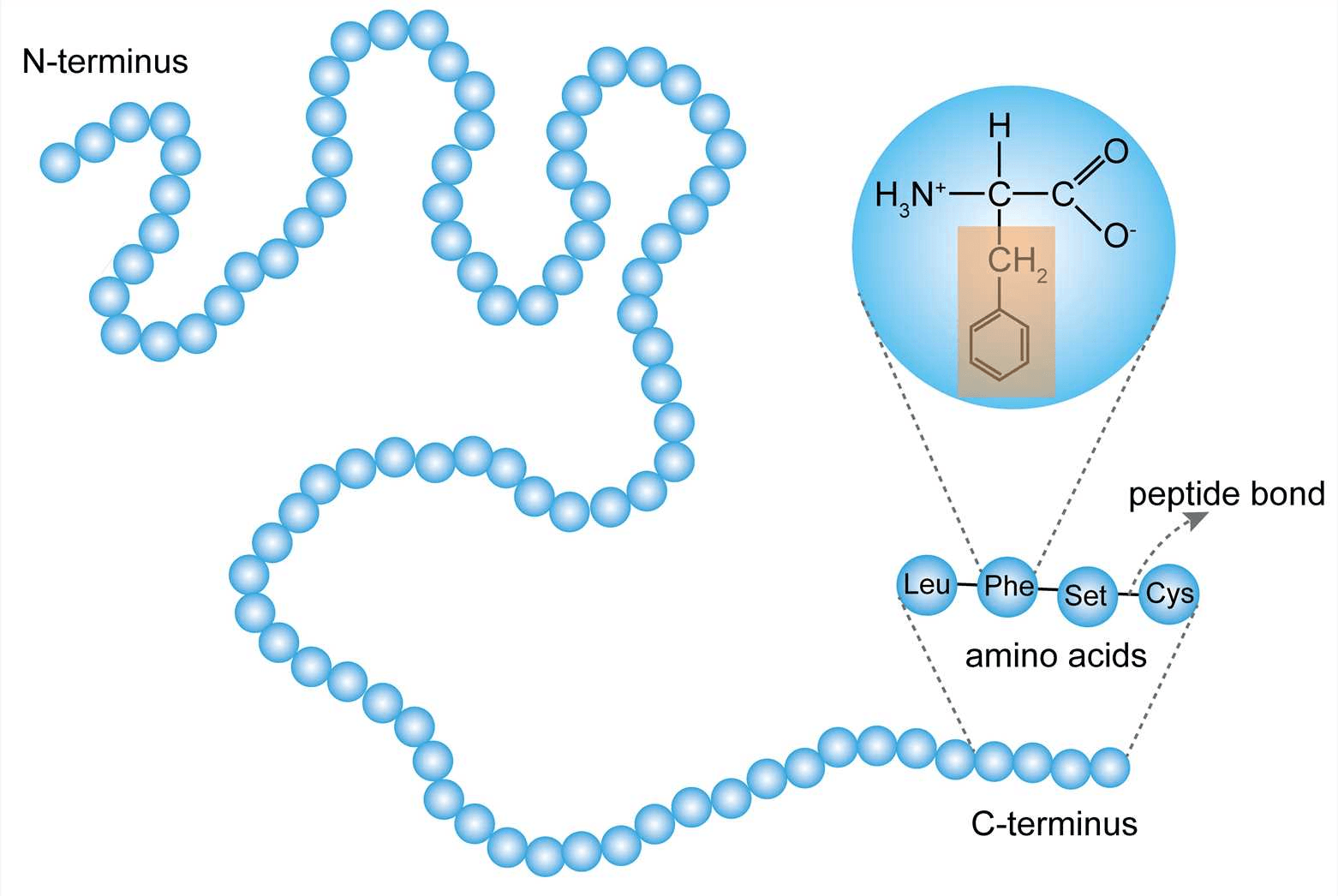 Primary structure of a protein