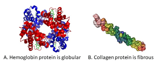 Examples of globular and fibrous proteins