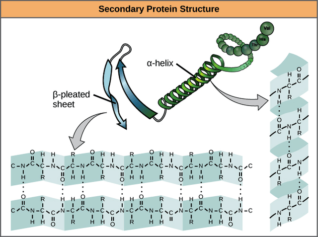 Secondary structure of a protein