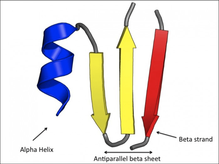 Alpha helix and beta sheet