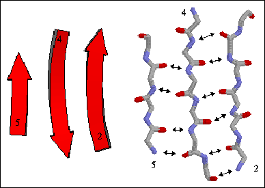 Hydrogen bonding in a beta sheet