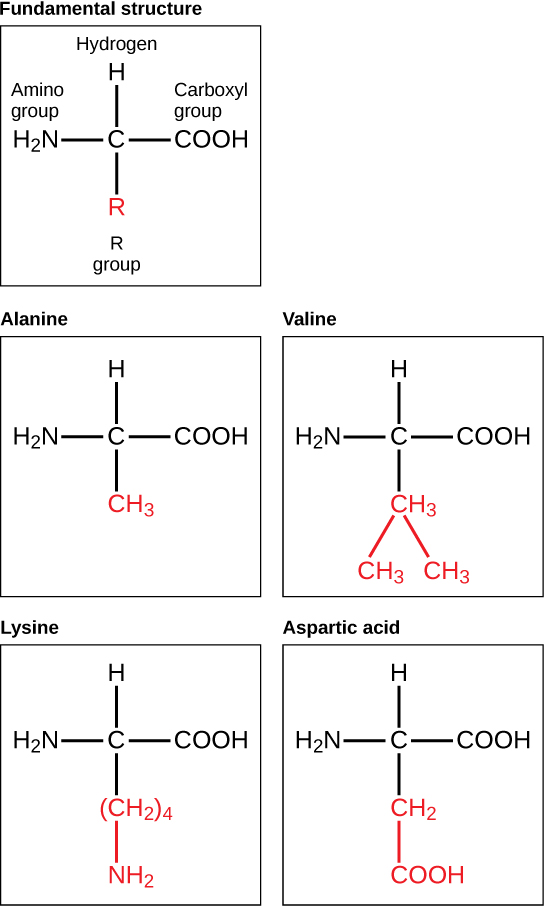 Examples of different amino-acid side chains