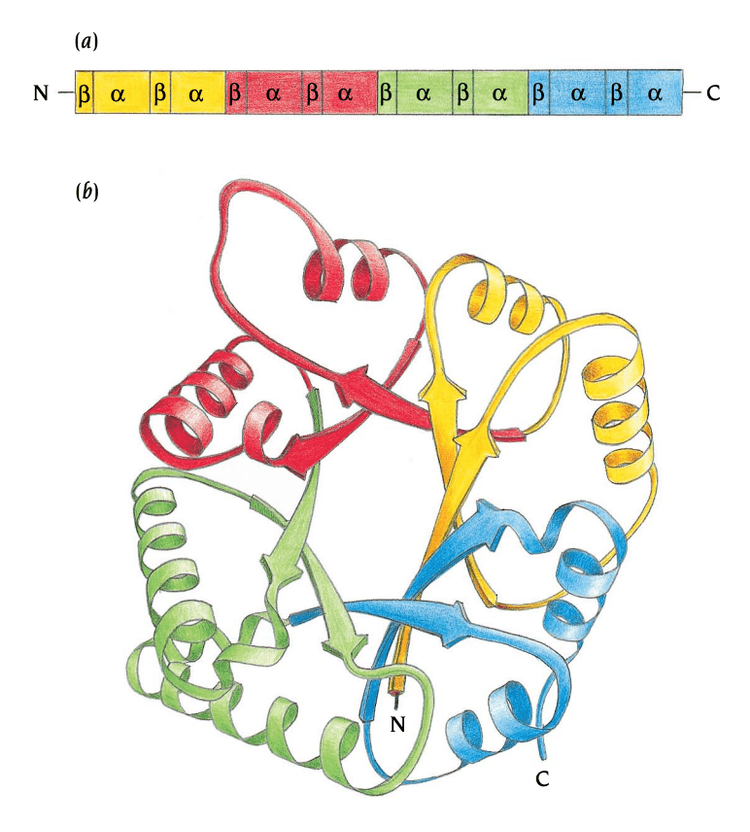 Tertiary structure of a protein