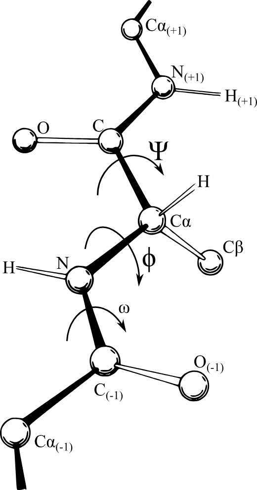 Torsion angles